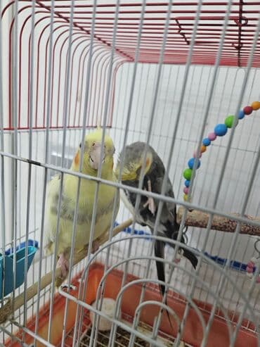 tutu guşu: 2 ədəd Korella tutuquşuları satılır. biri disi (Luna) biri erkekdi — 5