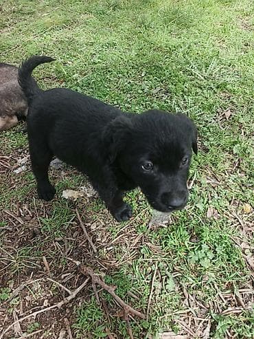 qartal şəkilləri: Balaca labrador ballari - Şəkillərdə bir neçə şirin balaca it balası — 5