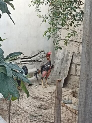 Xoruzlar: Xoruz, il: 1, Ünvandan götürmə