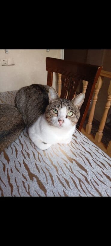 pişik şəkilləri: Yaxşı əllərə — 4