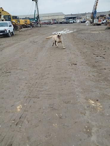 cins it: Labrador-retriver, 1 il, Erkek, Peyvəndli — 1