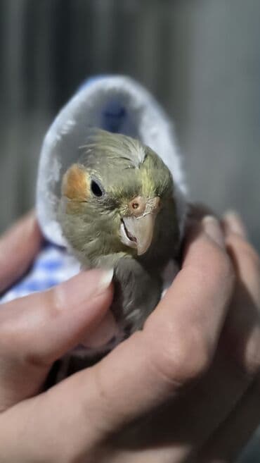 Gəmiricilər: Məhsul: Nimfa tutuquşusu (Cockatiel) Təsvir: - Növ: Nimfa (Nymphicus — 7