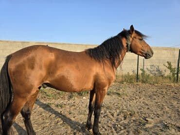 Gəmiricilər: Qarabağ Atı.yaş 3.5 Erkək. unvan Bakı Balaxanı. tam sağlam və təmiz — 6