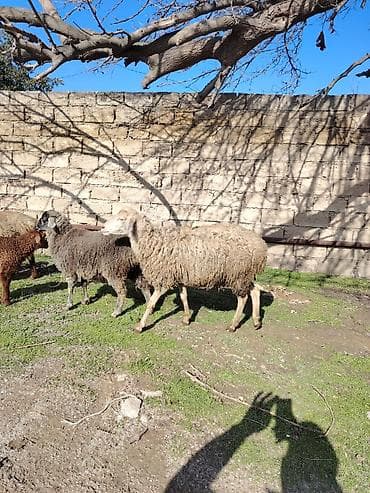 Другие с/х животные: Birinci qarına doğub qoyun özüde boğazdi heyvan şüvelandadi Təsvir: - — 4