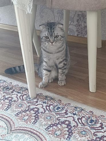 Digər heyvanlar: Şotland yastı qulaq, Erkək, Cütləşmə üçün — 2