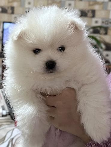 Şpitz, 2 ay, Erkek, Peyvəndli lalafo.az -da Şpitz, 2 ay, Erkek, Peyvəndli