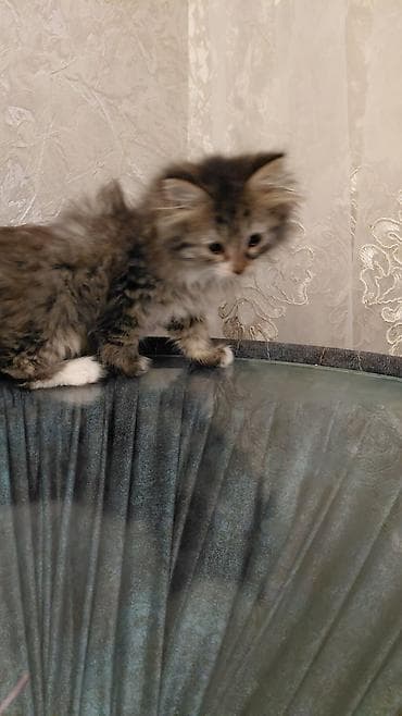 pişik həkimi: Tabbi, Dişi, Yaxşı əllərə — 3