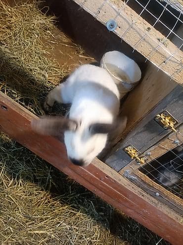 cücə yemi: Ev dovşanları – təsərrüfat və ya ev heyvanı üçün - Növ: ev dovşanları — 3