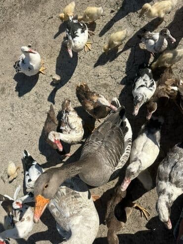 kuban ördek: Salam Aleykum Satılır Ördək Qaz Ördək Cücəsi Toyoq 36 Ədəd Lal Ördək — 31