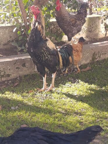 Ножи: Saglam aktiv heyvandi — 4