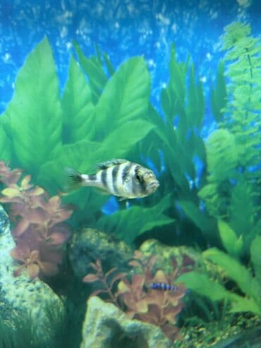 Akvariumlar: Dişi 1 ədəd — 2