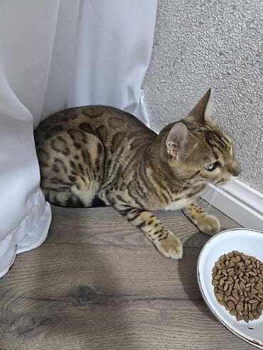 anqora pişik: Benqal — 2