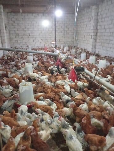 ağ toyuq: Toyuq, Broyler, Ətlik — 6