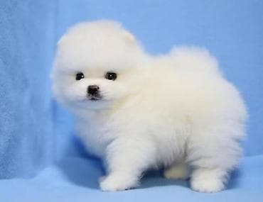 bala dana: Şpitz, 2 ay, Dişi, Sənədli, Ünvandan götürmə — 1