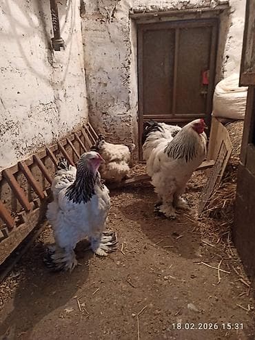 Keçilər, çəpişlər: Toyuq, Brama, Damazlıq — 3