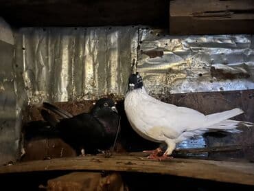 Məhsul: Göyərçinlər (şəkillərdəki quşlar) Təsvir: - Rənglər: qara