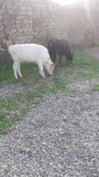 Dana, buzov, Erkək, ay: 6, Damazlıq