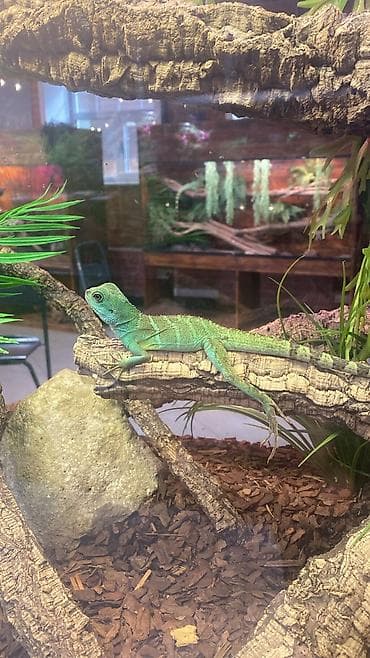 daraqlar: Yaşıl iquanalar – evdə ekzotik ev heyvanı axtaranlar üçün! Məhsul — 3