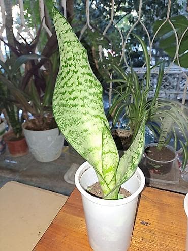 Sansevieria “Laurentii/Silver” (ilan bitkisi) – dekorativ otaq bitkisi at lalafo.az Sansevieria “Laurentii/Silver” (ilan bitkisi) – dekorativ otaq bitkisi