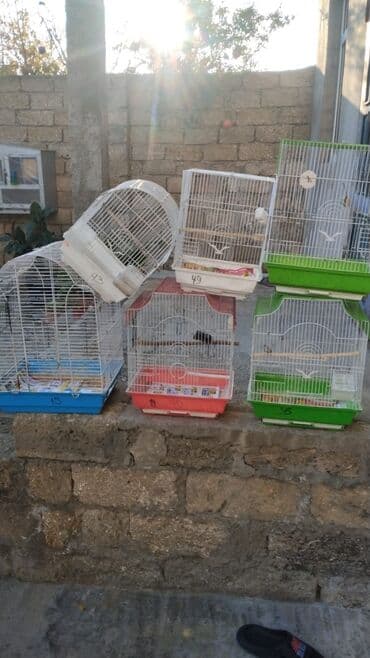 İtlər: Qefesler 10-15 azn Müxtəlif ölçü və dizaynda quş qəfəsləri - Forma və — 1