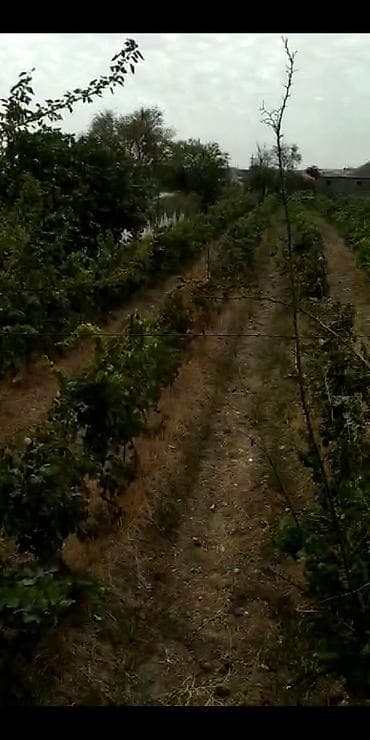 torpaqlarin satisi: 2 sot, Kənd təsərrüfatı, Makler, Kupça (Çıxarış) — 3