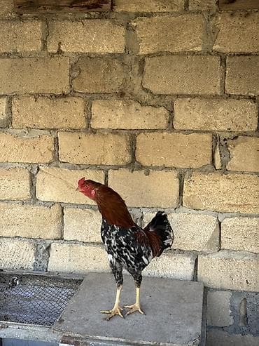 quşlar: Məhsul: Qarışıq heyratı xoruzlar
Real alıcıya endirim olacaq — 3