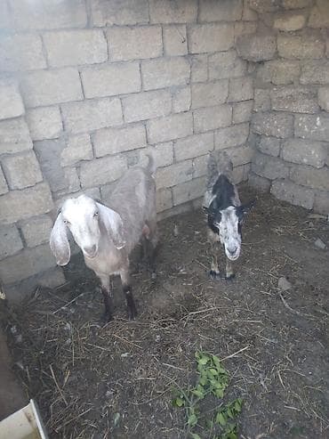 Məhsul: 2 baş keçi saglam kecilerdi qarabas 2 ayliq bogazdi 140 azn