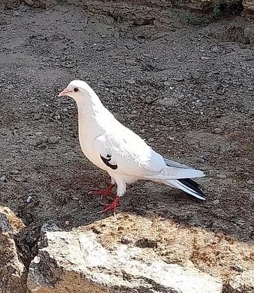 sevgi qusu: Tutulma orta qara quyrug erkey gedim gedimdedi unvan suraxani — 1