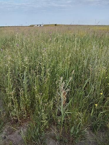 аренда дач в баку: 2 соток, Для сельского хозяйства — 3