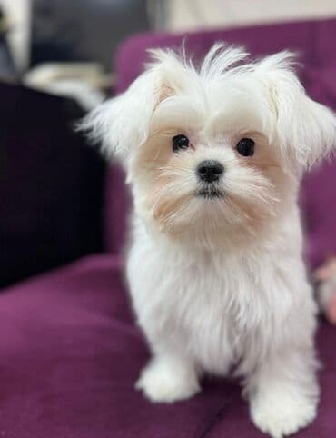 Üzüklər: Malta bolonka, 5 ay — 1