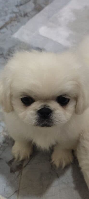 azerbaycan it adlari erkek: Pekines, 2 ay, Erkek — 5