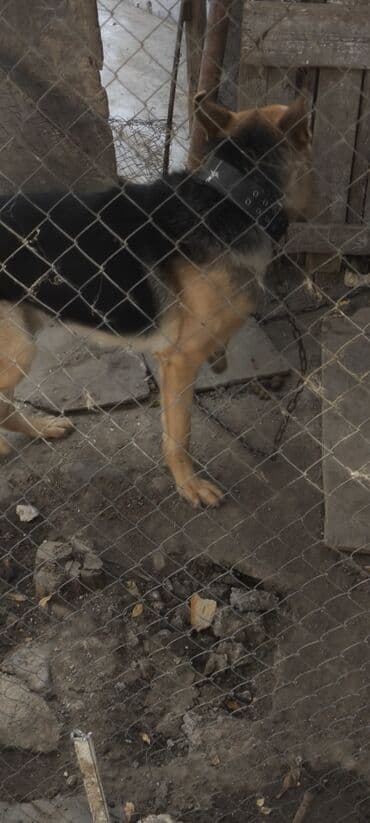 купить хаски щенка: Немецкая овчарка, 1 год, Самец, Для вязки, Самовывоз — 6