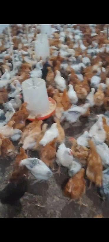 toyuğu: Toyuq cücələri, Ətlik — 2