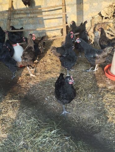 cins ineklerin qiymeti: Toyuq, Yumurtalıq — 1