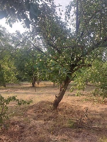 20 ci sahe: 25 sot — 8