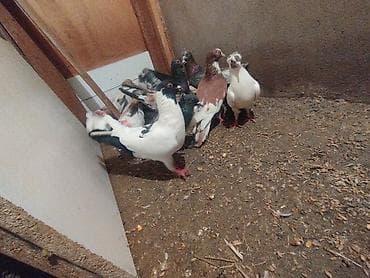 tutu suknje za mame i cerke: Məhsul: Ev göyərçinləri her biri sahibləndirilir wacap 0514383839 — 5