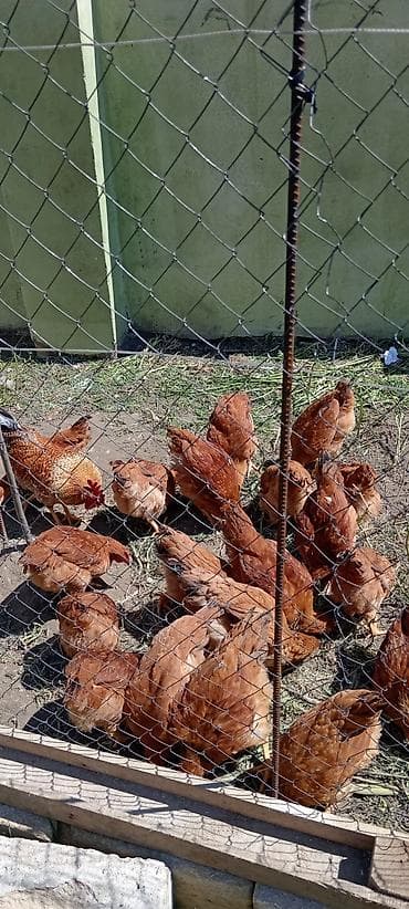 kənd toyuqlarının satışı: Toyuq, Yumurtalıq, Ödənişli çatdırılma — 3