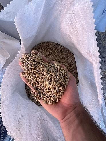 heyvan: Arpa – qarışıq yemlik/çör-dənlik 50 ton arpa satılır çatdırılma — 7