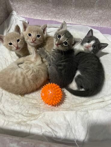 siam pişiyi qiyməti: Yaxşı əllərə — 7