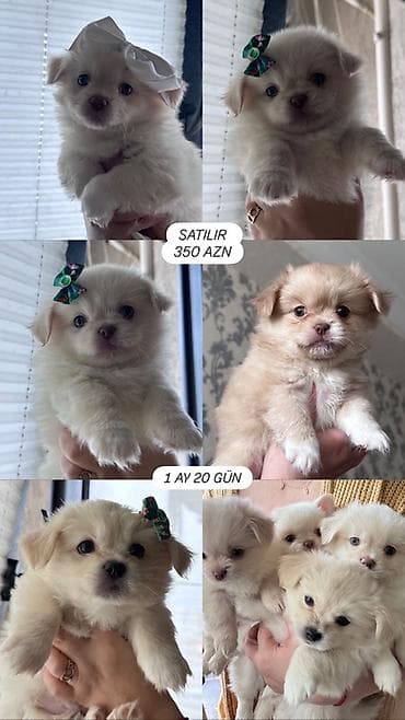 Mətn: Balaca it balaları(Pomerianskiy wpic+Korolevskiy pekenes) -