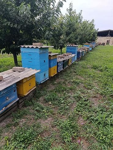 Salam ev satıldığı üçün bütün arılar uyğun qiymətə təcili satıram lalafo.az -da Salam ev satıldığı üçün bütün arılar uyğun qiymətə təcili satıram