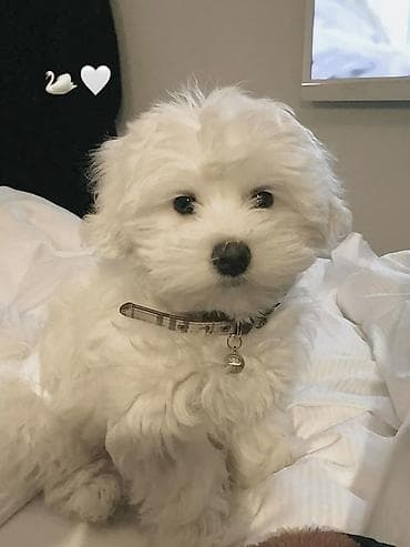 hindusqa satisi: Pudel, 1 ay, Erkek — 4