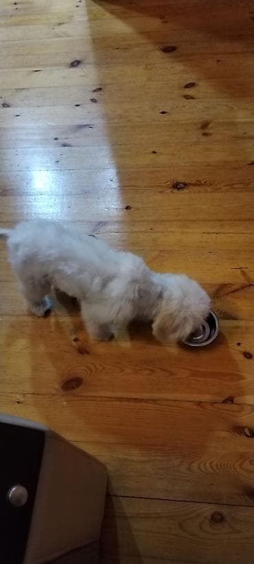 Balıqlar: Pudel, 6 ay, Dişi, Peyvəndli, Ödənişli çatdırılma — 4