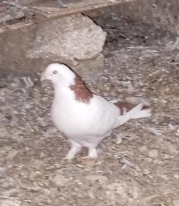 tap az quşlar: Cavan və sağlam uçan nəsil göyərçinlər.Erkəy və maya.Cüt deyillər.Maya — 8