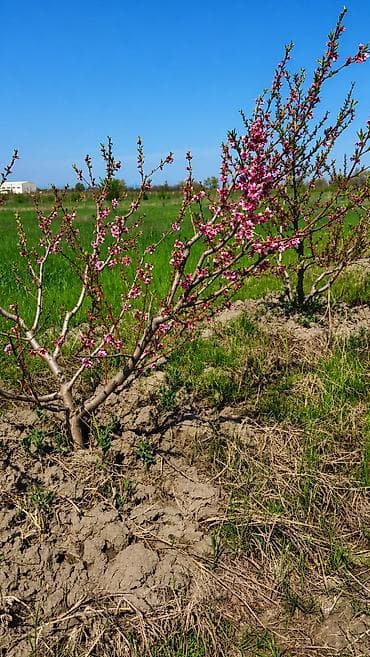 tap az şirvan: 44 sot, Kənd təsərrüfatı, Mülkiyyətçi, Kupça (Çıxarış) — 10