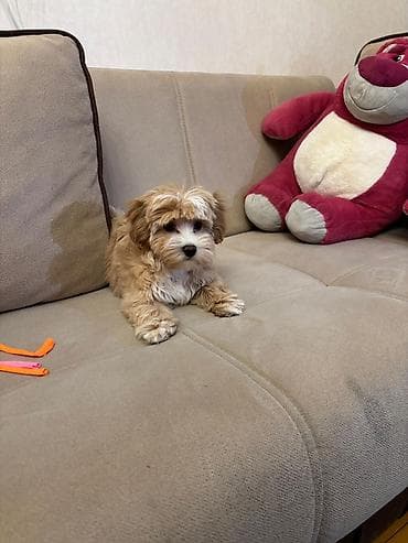 maltese bichon qiymeti: Pudel, 3 ay, Dişi — 2