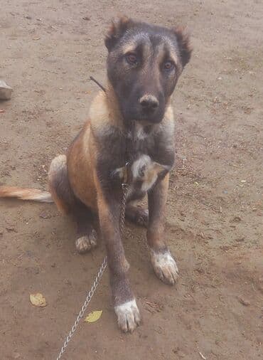 kangal itlərin satışı: Kanqal, Erkek — 2