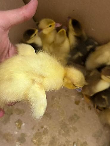 lal ördey: Məhsul: ördək balaları (cücələr) hamsi cins ordeylerin balalaridi — 5