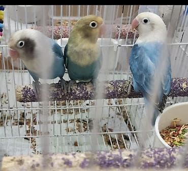 qara peleng sekilleri: Məhsul: Sevda papağanları (lovebird) – 3 ədəd Təsvir: - Rənglər — 4