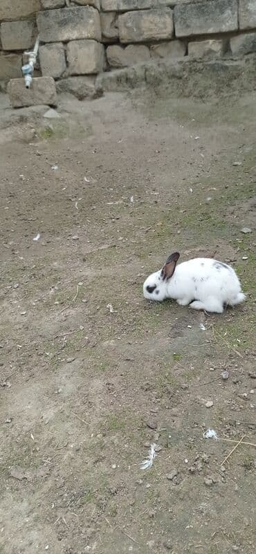 dovşan yemi: Məhsul: Ev şəraitində böyüdülmüş balaca dovşanlar Xüsusiyyətlər: - — 2